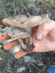 Гриб из Петах Тиква, Израиль