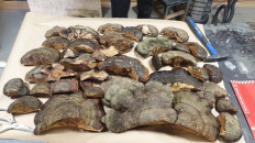 Гриб из Москва