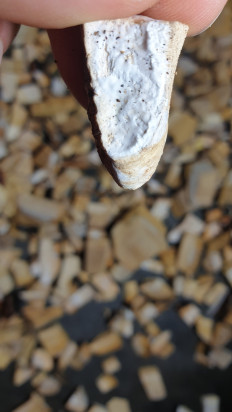 Гриб из Москва