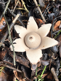 Гриб из Будва / Черногория