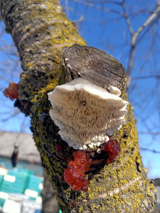 Гриб из Курганинск