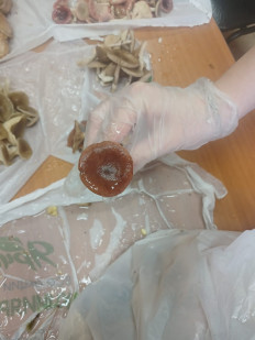 Гриб из Томск