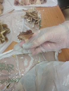 Гриб из Томск