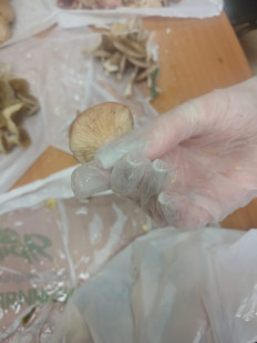 Гриб из Томск