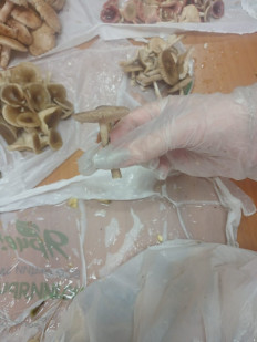 Гриб из Томск