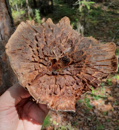 Гриб из Якутск