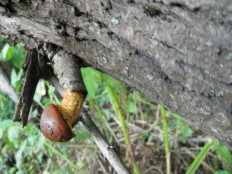 Гриб из южно сахалинск