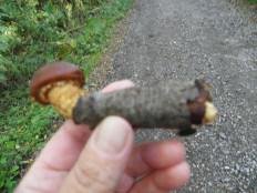 Гриб из южно сахалинск