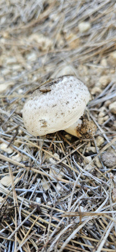 Гриб из Торревьеха