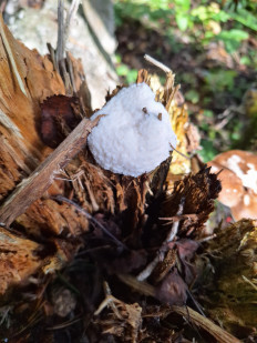 Гриб из Пушкино