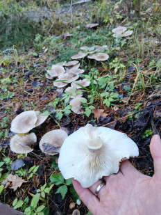 Гриб из Москва