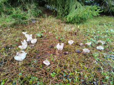 Гриб из Москва