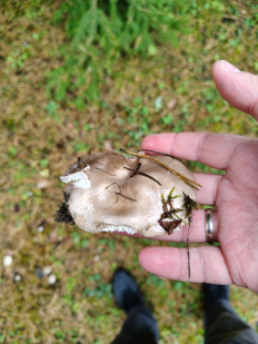 Гриб из Москва