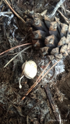 Гриб из Иркутск