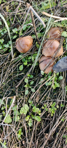 Гриб из Валуйки