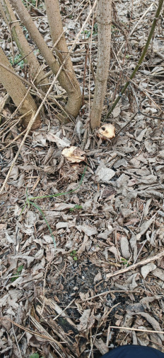 Гриб из Валуйки