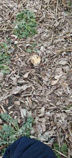 Гриб из Валуйки