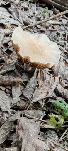 Гриб из Валуйки