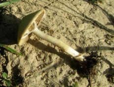 Гриб из Минская обл.