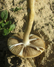 Гриб из Минская обл.