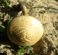 Гриб из Минская обл.