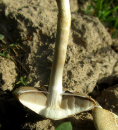 Гриб из Минская обл.