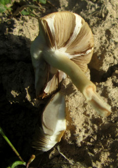 Гриб из Минская обл.