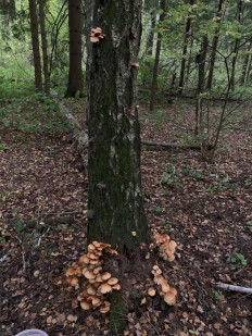 Гриб из Москва