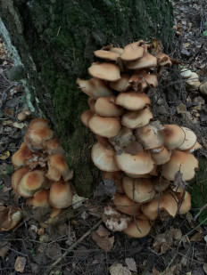 Гриб из Москва