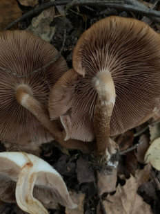 Гриб из Москва