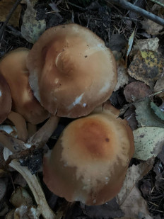 Гриб из Москва