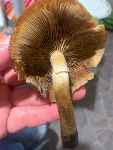 Гриб из Москва