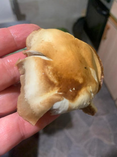 Гриб из Москва