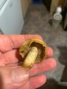 Гриб из Москва