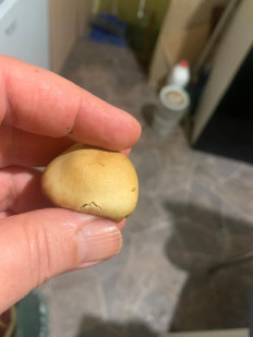 Гриб из Москва