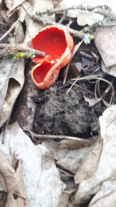 Гриб из кавказский район