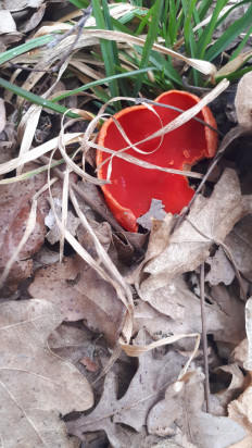 Гриб из кавказский район