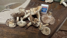 Гриб из Волгоградская область