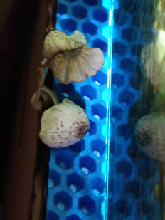 Гриб из Ростов на дону