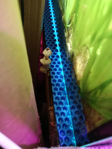 Гриб из Ростов на дону