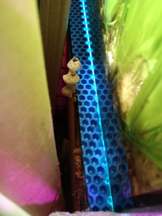 Гриб из Ростов на дону