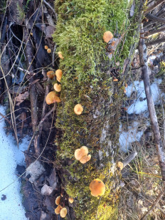 Гриб из Rīga, Latvija