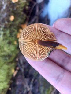 Гриб из Rīga, Latvija