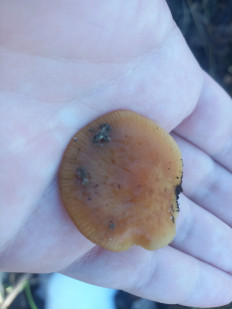 Гриб из Rīga, Latvija