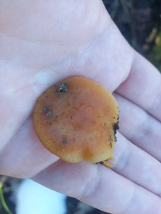 Гриб из Rīga, Latvija