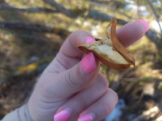 Гриб из Rīga, Latvija