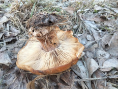 Гриб из Киев