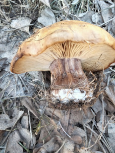 Гриб из Киев