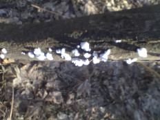 Гриб из Киев