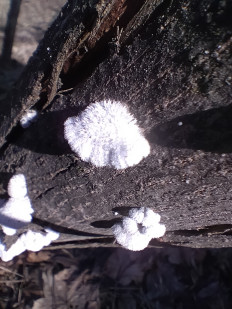 Гриб из Киев